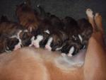 gestroomde boxer pups
